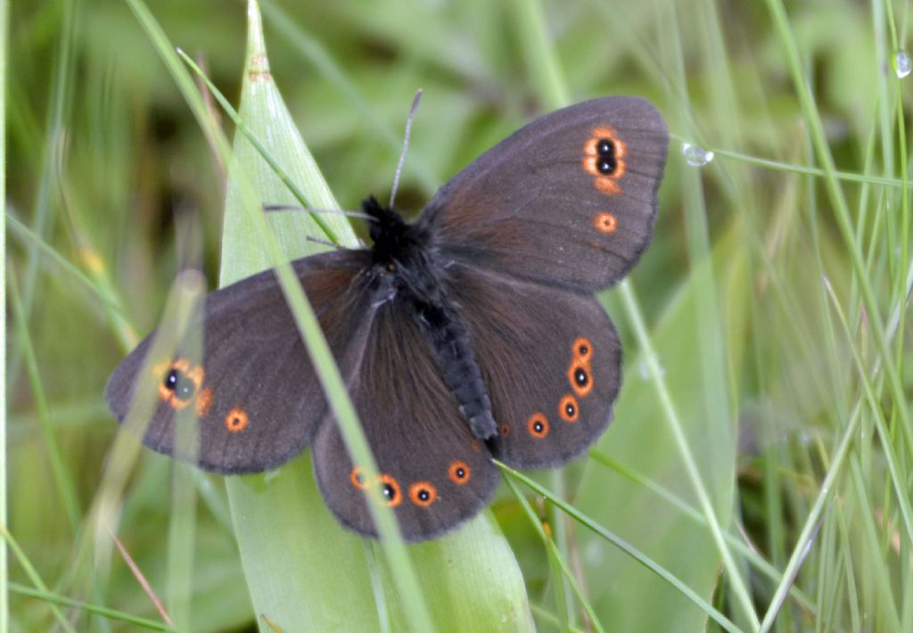 Erebia id. - Erebia medusa, Nymphalidae